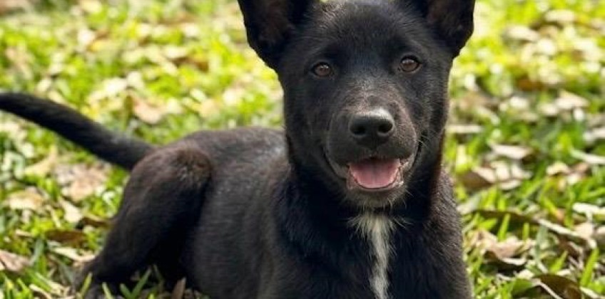 Prefeitura de VR promove mais uma edição do espaço de adoção ‘Família Animal’ neste sábado